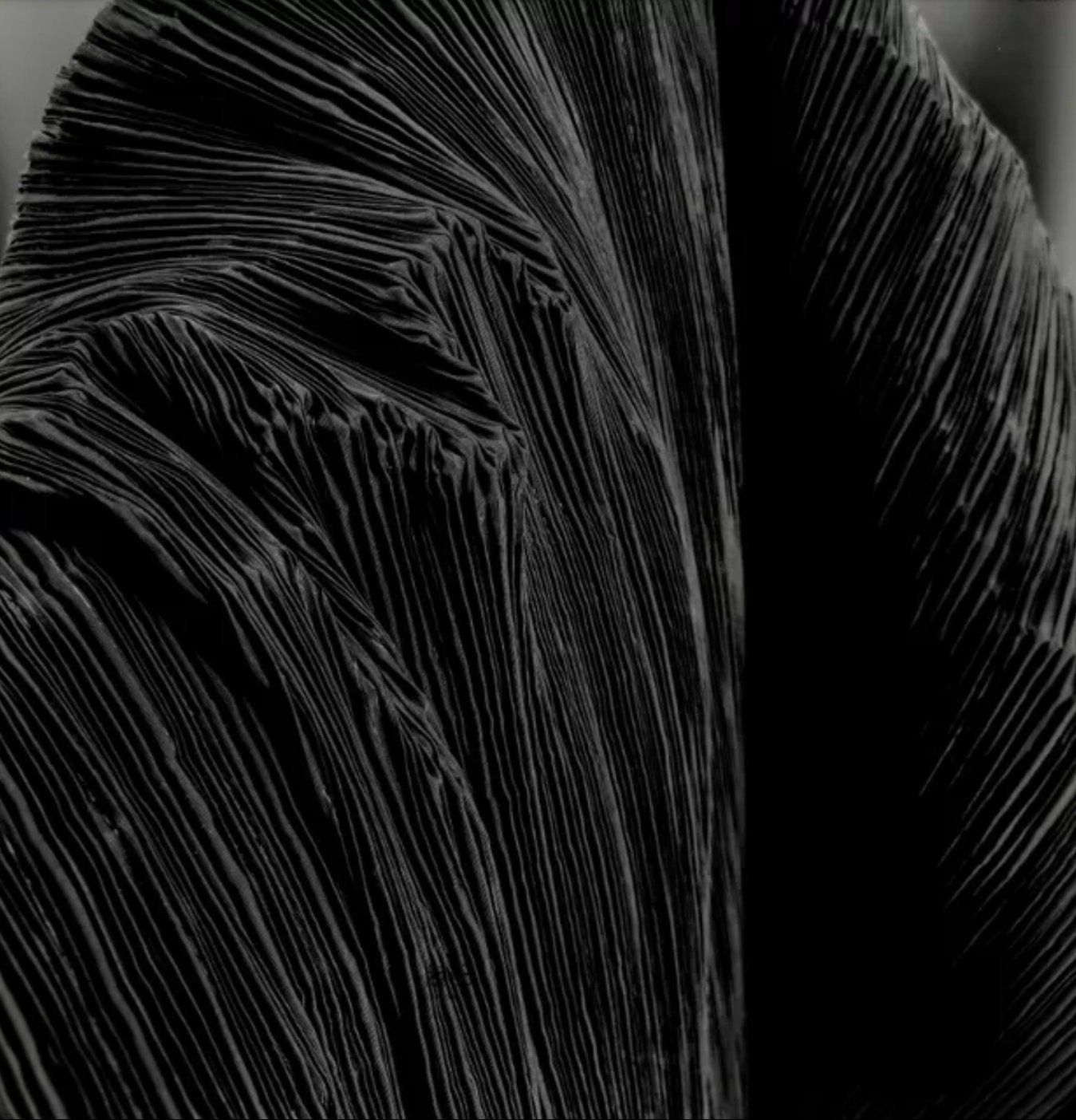 Detached Pleated Organza Petal With Center Ribbon Sleeves
